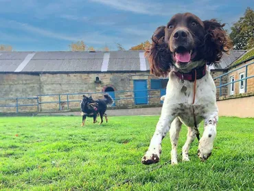 ADK9 dog training session Essex