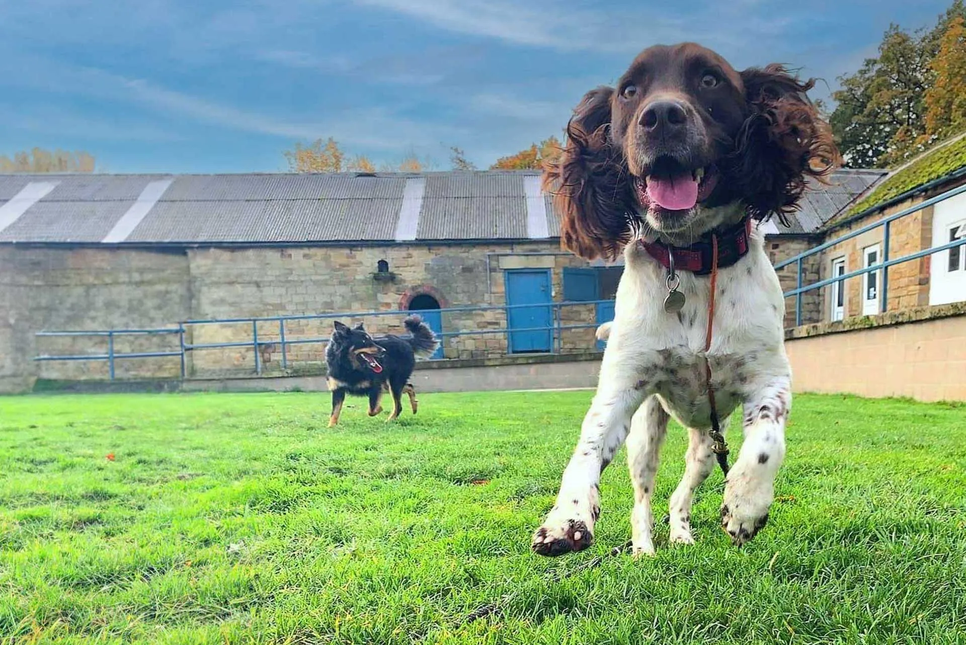 ADK9 Professional Dog Training session in Essex — commercial photography by Thinksay